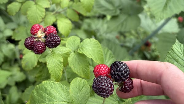 February 2026, PEA Pod Potluck